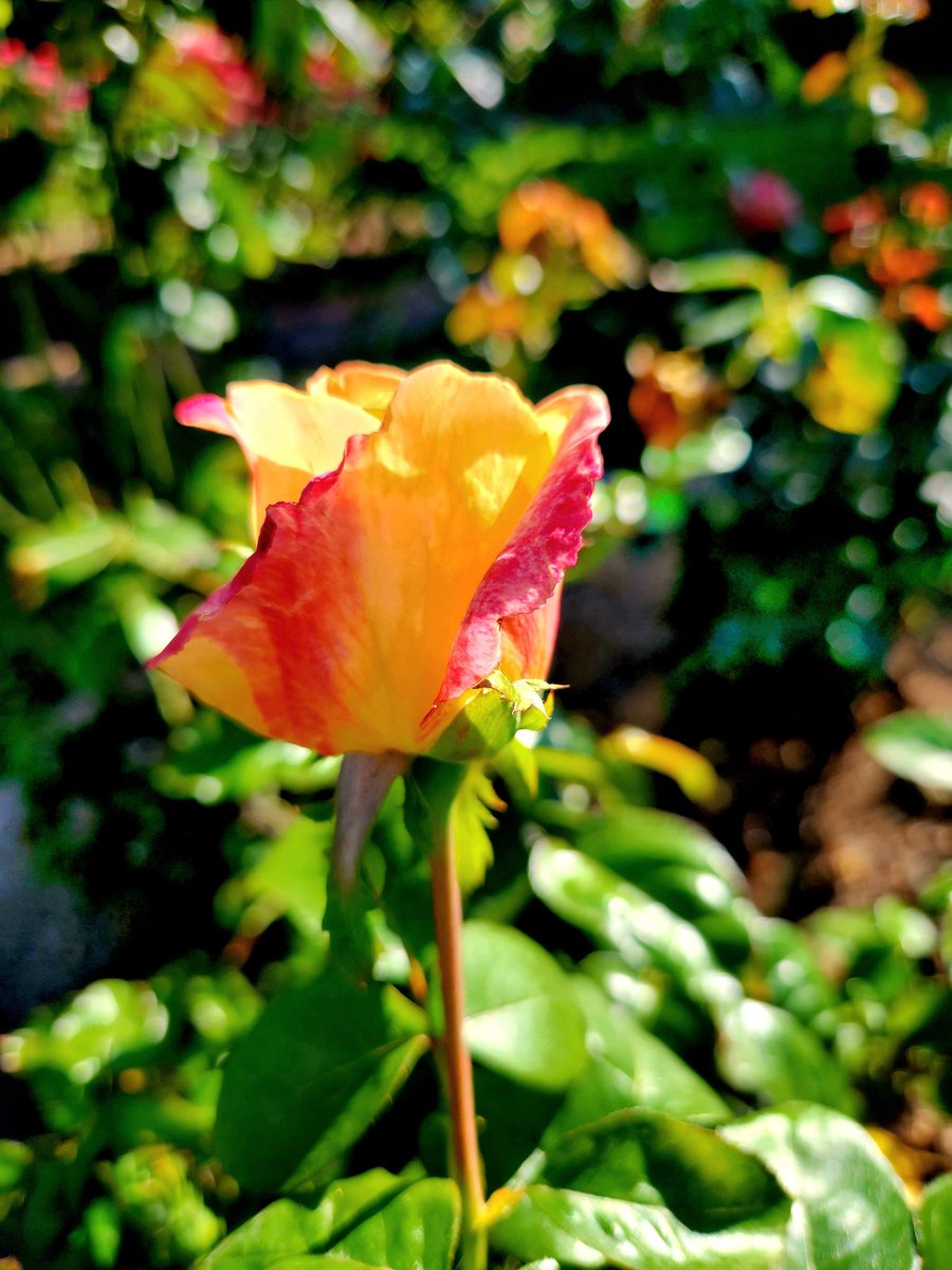 glass_have's tweet photo. Seattle's #woodlandparkzoo includes a #rosegarden with 3,000 roses! Not only peaceful and beautiful, it smells wonderful! 
When you visit #Seattle,  get the #CityPass &amp; see everything! 
.
#visitseattle #seetheusa #seattlecitypass #travelphotographer #travelwriter #52frames_peace https://t.co/aZmnfTVzu9
