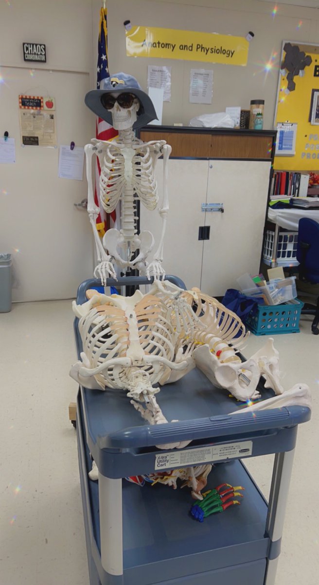 cwolfie2017's tweet photo. Skully is back!!! Skeletal System Bones Review this week with Wolfe’s Anatomy lab check off this Thursday!!! #mychilisrock #fun2learn #TieItUpPlease #wolfepack22 ⁦@WCDE_TN⁩ ⁦@WCDE_CTE⁩ ⁦@hosa_dchs⁩ https://t.co/SnMx3haGCG