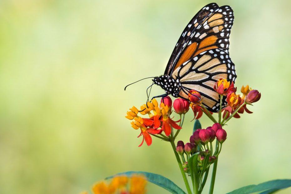 NATURALEZA tweet media