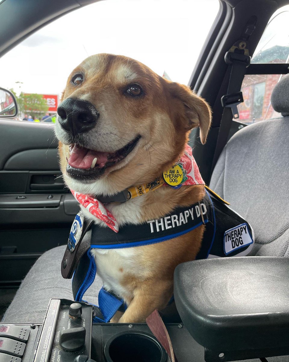 Olliemutt's tweet photo. Therapy Dog Oliver 🐾 has received his AKC Therapy Dog 🐾 Distinguished Title!!!! That is over 400 visits!! Oliver started this journey in 2018 and has been spreading smiles 😸 ever since. 🐾💙🐾 #firstrespondertherapydogs #therapydogsinternational (TDI) American Kennel Club https://t.co/Ng7i1FmRez
