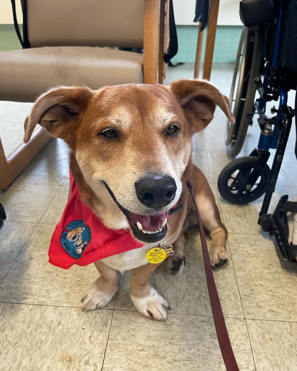 Olliemutt's tweet photo. Therapy Dog Oliver 🐾 has received his AKC Therapy Dog 🐾 Distinguished Title!!!! That is over 400 visits!! Oliver started this journey in 2018 and has been spreading smiles 😸 ever since. 🐾💙🐾 #firstrespondertherapydogs #therapydogsinternational (TDI) American Kennel Club https://t.co/Ng7i1FmRez