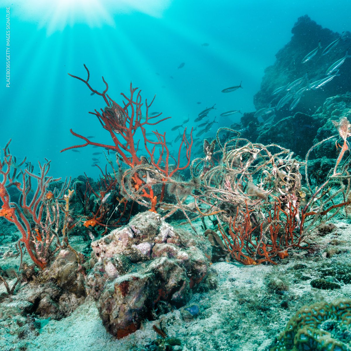 OceanaBelize's tweet photo. #DiscardedFishingGear pollute and choke otherwise pristine marine environments!
Join Oceana in raising awareness of this problem, and developing solutions that will reduce the damage caused to our oceans.
#saveouroceans #protectourreef #coralreef #pollution #oceanabelize https://t.co/XCojBnmJWF