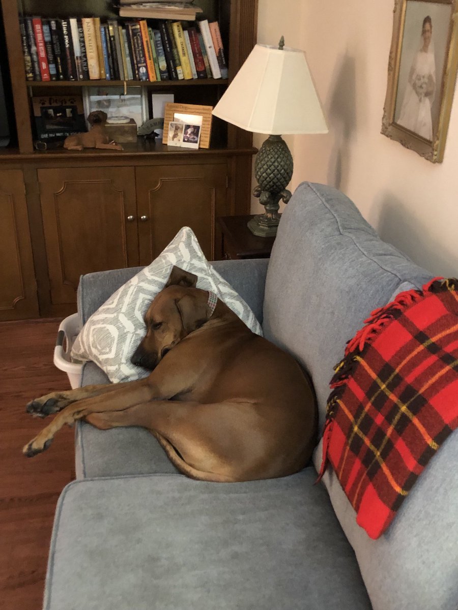 FredWilliamsMD1's tweet photo. Do not disturb a Rhodesian Ridgeback at rest😴 https://t.co/XVDOJx6c6P