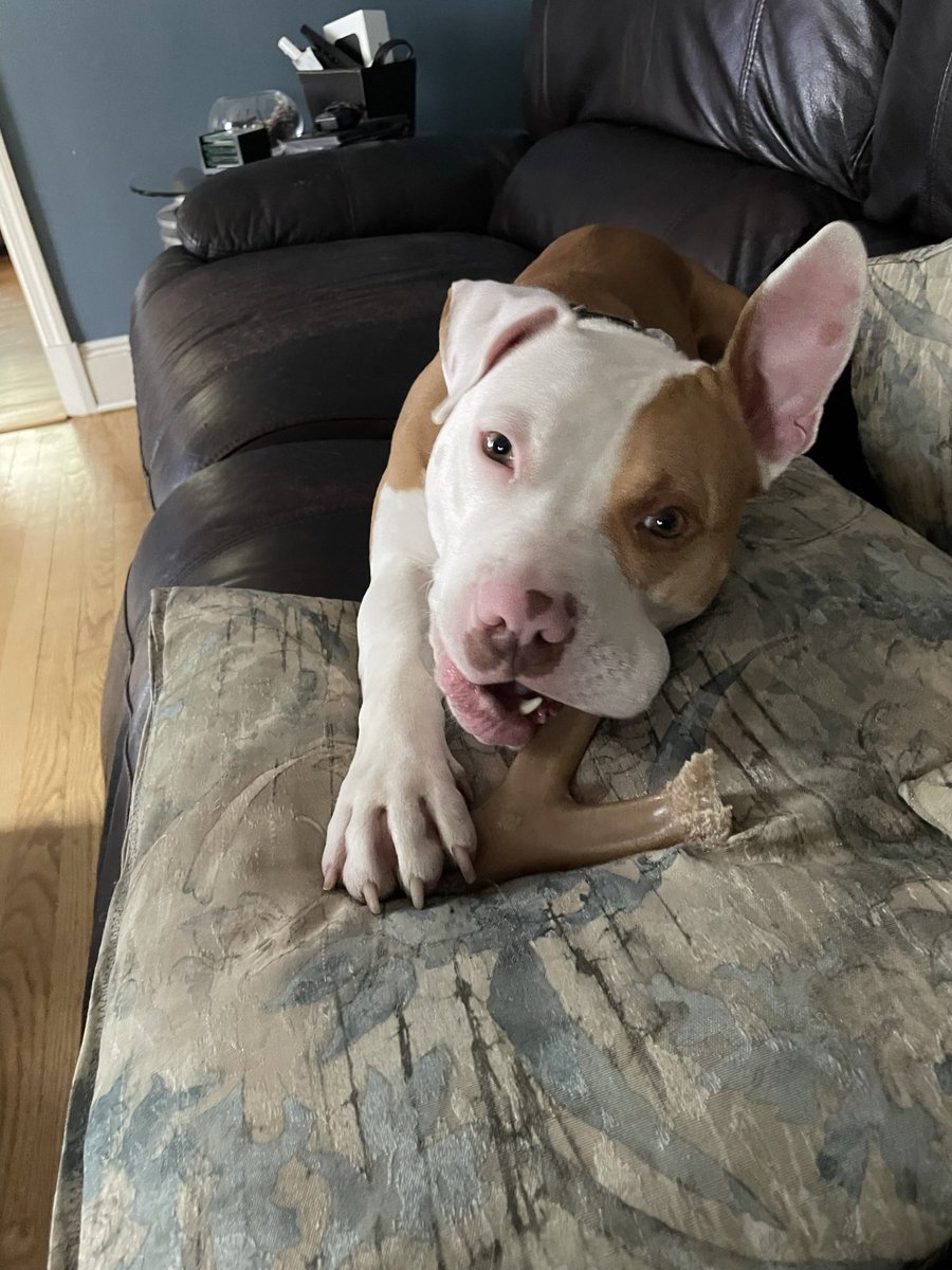 MisStaar's tweet photo. @dog_rates @Trupanion https://t.co/dcODfjt7G2