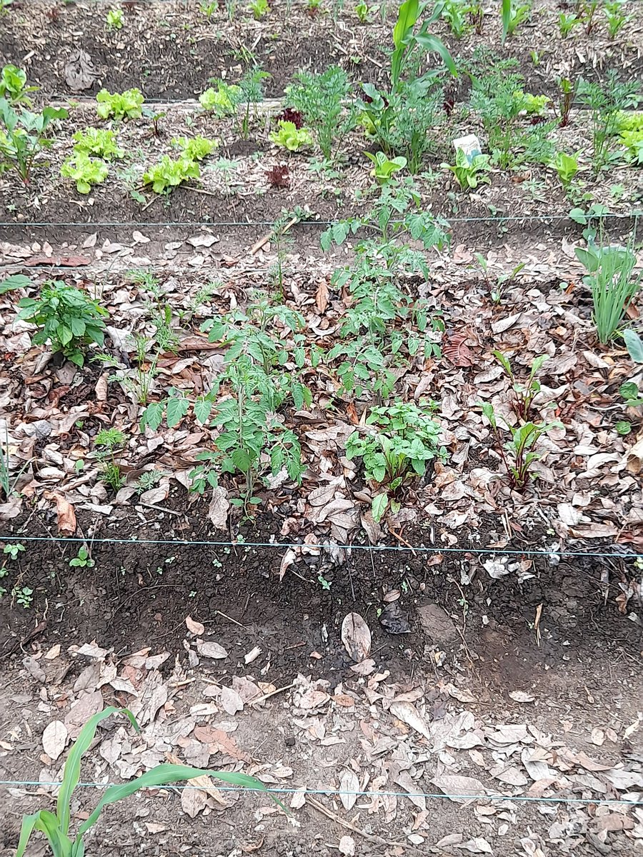 JuanDPelaez's tweet photo. Agroecología como herramienta de transformación social
#agroecología https://t.co/ctXgh9eubm