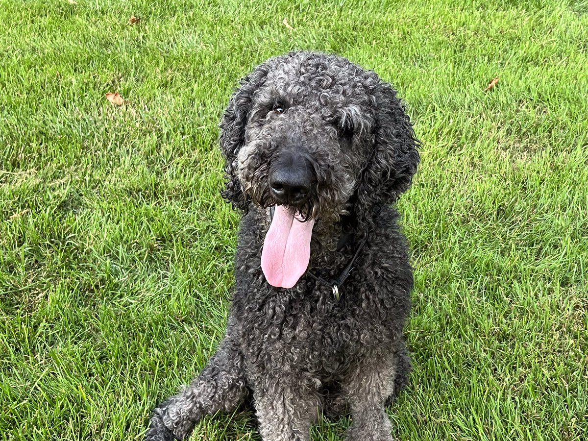 Moborichard tweet media