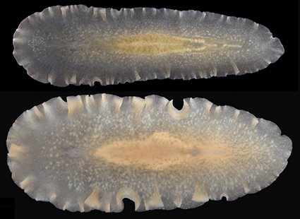 Zootaxa's tweet photo. Descriptions of two #newspecies of Armatoplana (#Polycladida: Stylochoplanidae) from the coasts of Japan, with their phylogenetic positions in Leptoplanoidea.
https://t.co/Hbelu67dBI
#Taxonomy https://t.co/8hEnQiZSqi