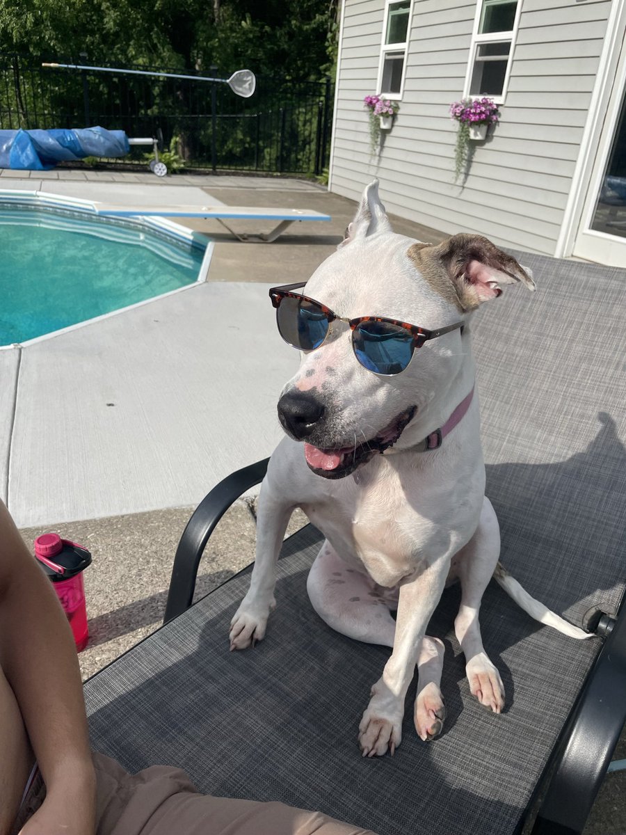 collin_bowman's tweet photo. @dog_rates @Trupanion https://t.co/qEoDVzKXSN
