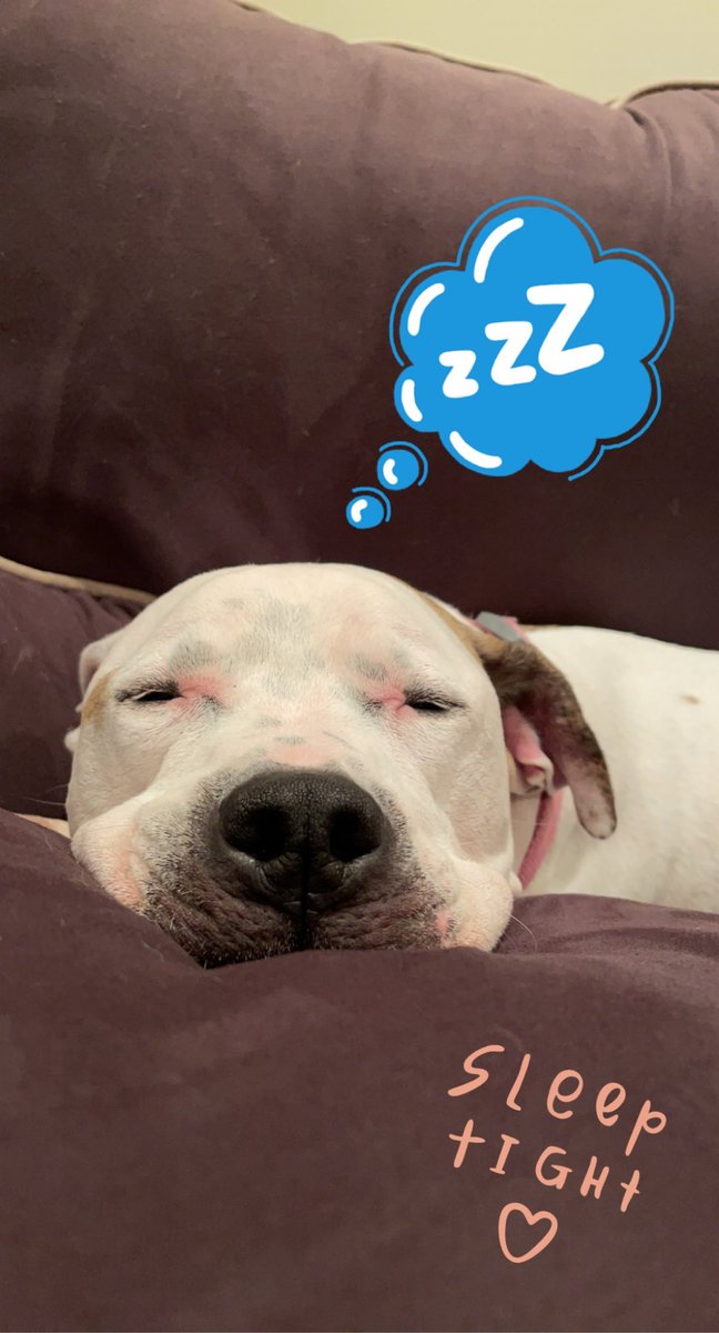 collin_bowman's tweet photo. @dog_rates @Trupanion https://t.co/qEoDVzKXSN