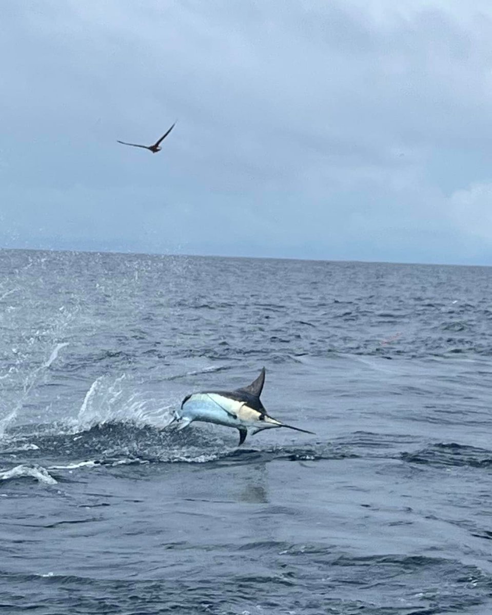 BillfishReport's tweet photo. Los Suenos, CR - Geaux Fly released 2 Blue Marlin. #LosSuenos #BlueMarlin #CostaRica https://t.co/s6s2awXuMF