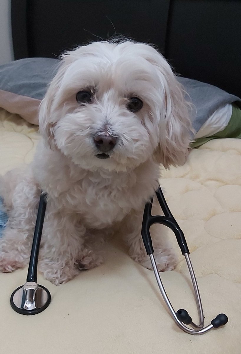 extremeaxis's tweet photo. @ShariqShamimMD Hi I'm your ICU dogtor! We'll be monitoring you to make sure you don't have any long pawses. https://t.co/jggc8ghkrO