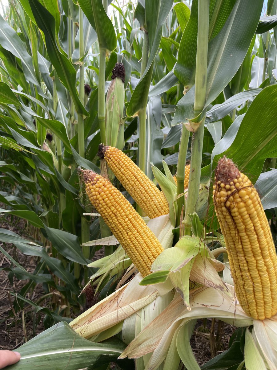 ApacheAg's tweet image. 217-01vt2rib this is just flat out good corn. Super good flex on these wide rows with moderate population. This field was hailed pretty bad in June too, the resiliency is impressive. #Channelseed #corn #nebraska