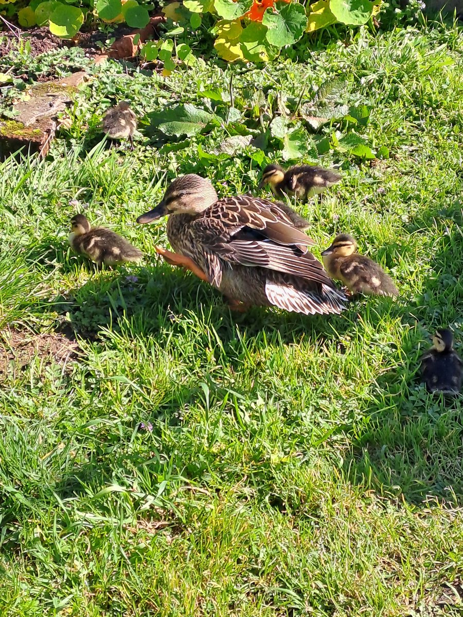 tutugd's tweet photo. Nice to see the sun today, plus some ducklings in the Remakery garden #bitearly #spring #Remakery https://t.co/Zpf4FbRoRs