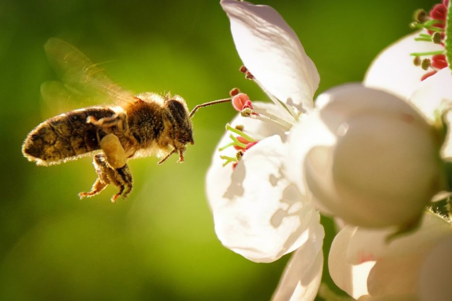 NATURALEZA tweet media