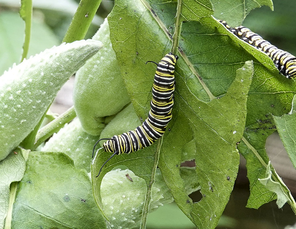 WildAdks's tweet photo. Adirondack Butterflies: Monarchs at the PSC VIC Butterfly House, Franklin County, NY (29 August 2022). https://t.co/DfohWlejdV #monarchfest #monarch #monarchbutterfly #pscvic #paulsmithsbutterflyhouse #adirondackwildlife #adirondackbutterflies #summerwatchadirondacks @pscvic https://t.co/IyHIxeLsRV