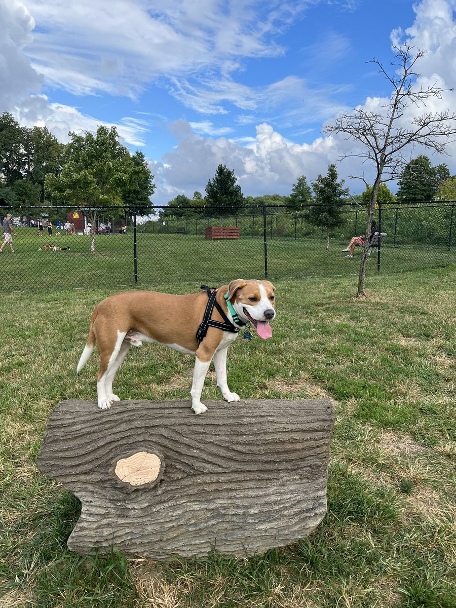 Agoodie's tweet photo. @dog_rates @Trupanion Pitt + boxer + beagle = adorable https://t.co/k9f1dffk0m