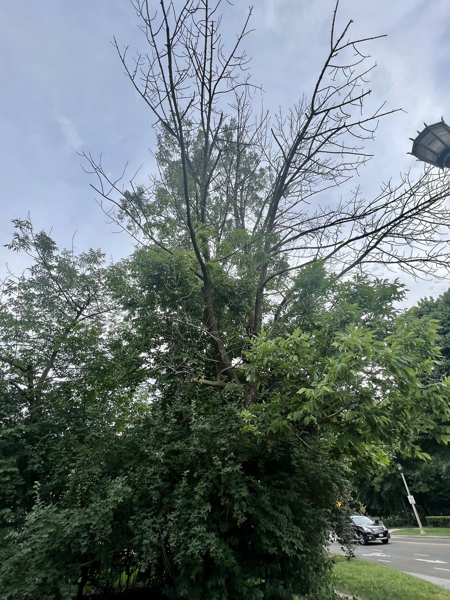 So many sick stressed trees in SE WI. Please check the trees around your yard and see if you can save them!
#tree