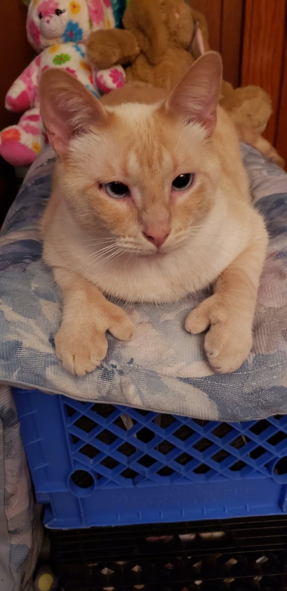 SudoNimh's tweet photo. @TreasuryMog Our Flamepoint Siamese Tater, a unique type of orange cat. Big old thumbs and a huge talkative personality. Mr. Casual, see photo 2 for his normal hangout pose. Functioning Dad to the rest of the crew. https://t.co/zVloPF5eR2