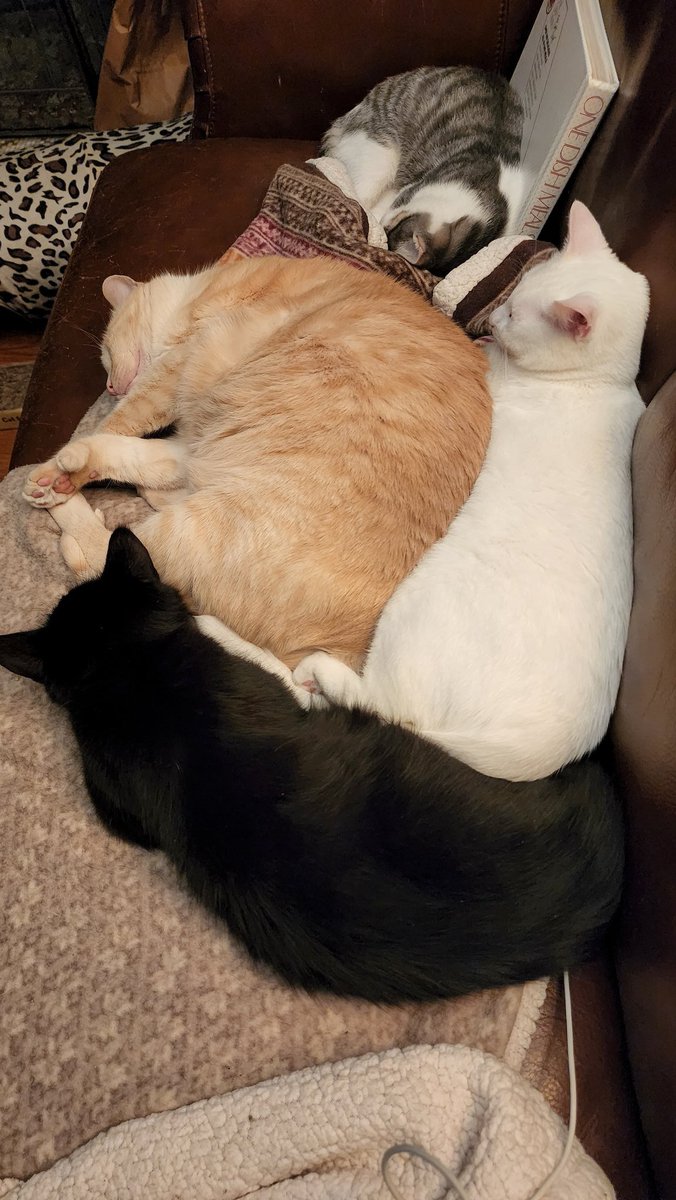 SudoNimh's tweet photo. @TreasuryMog Our Flamepoint Siamese Tater, a unique type of orange cat. Big old thumbs and a huge talkative personality. Mr. Casual, see photo 2 for his normal hangout pose. Functioning Dad to the rest of the crew. https://t.co/zVloPF5eR2