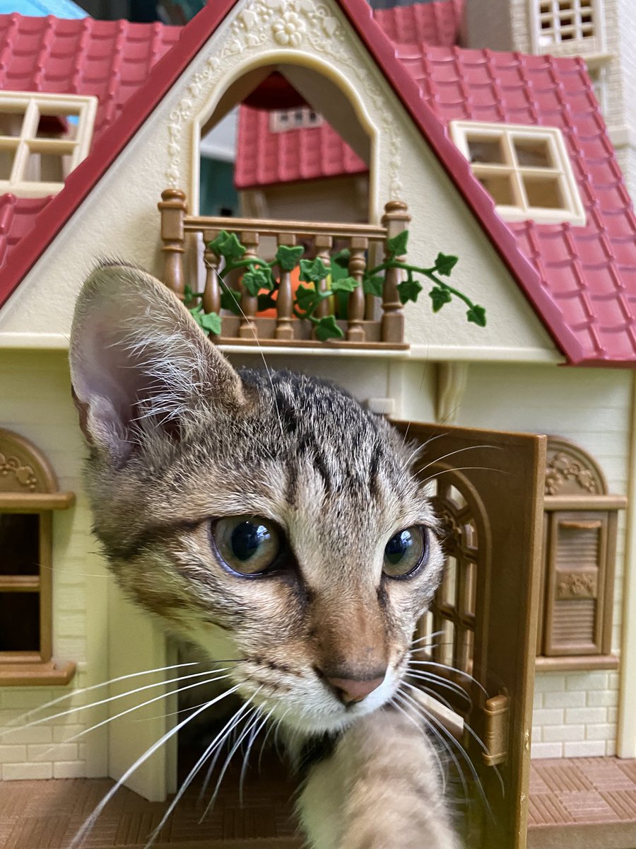 Ayako1971's tweet photo. シルバニアの赤い家とねこ。ドアから入り、中で回転して顔出し😺　#シルバニアフォミリー https://t.co/NTfgw3sYeA