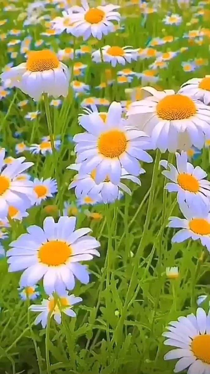 Jeanette On Twitter RT TLeoni311 Good Morning 