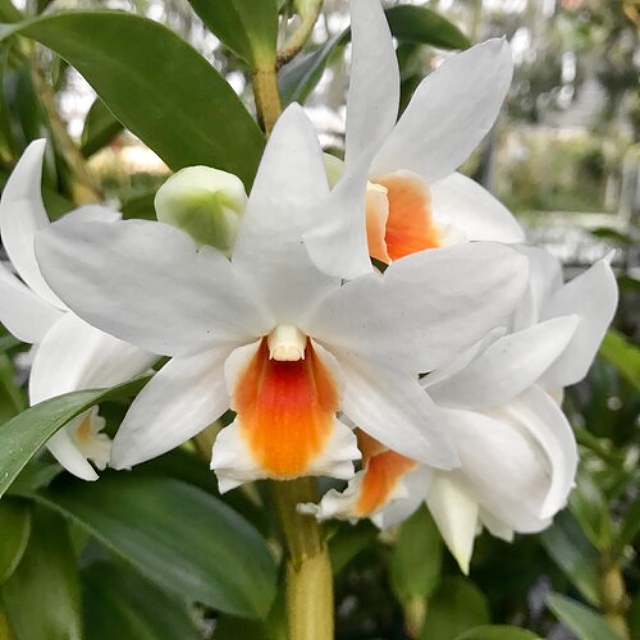 KubinRonnie's tweet photo. Dendrobium Yoga Flame
C.Lewis 2020 🌷🌸🌱
Is cross between
Dendrobium Lori's Star × Dendrobium infundibulum
#orquideas #orchids #gardenning #plants #กล้วยไม้ #蘭 #フラワーズ #flora #flowere https://t.co/ZTGLN6rGtg