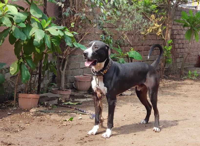 sprabuddha's tweet photo. Thank you @narendramodi @PMOIndia for focusing on native dog breeds.
#Indian #mastiff #dog https://t.co/hFvU5DPYY1