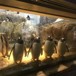 ゴスペラーズみたいなペンギン!人間を観察しているのかも…？!