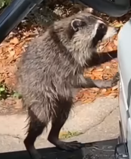 ColostomyBague2's tweet photo. I found a raccoon that looks like Danny DeVito https://t.co/gcSdk4fFnB