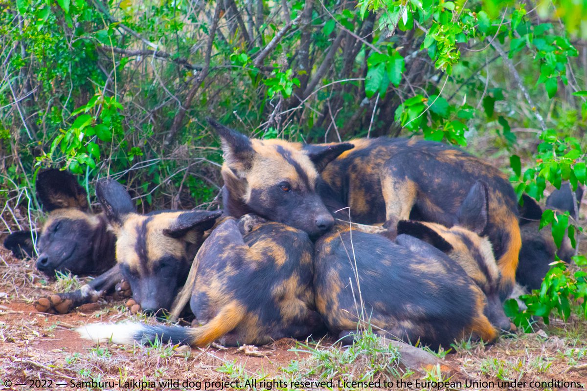 MpalaWildDogs's tweet photo. Great News! #teamwilddogs have another new denning pack at Oldonyiro, Laikipia County. With the help of our community officers, we are able to learn of such great news. 
@SpeciesSavers 
@europeaid 
@mpalalive 
@mpala_rc 
#africanwilddogs #africawildlife  #TuesdayFeeling #laikipia https://t.co/rIEL2tG3Yg