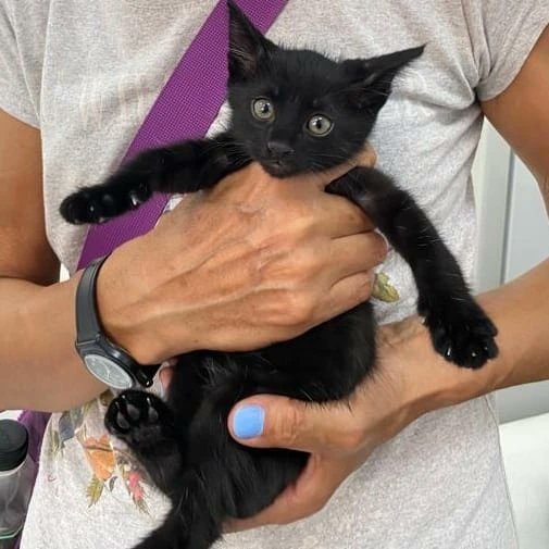 İnanamıyorum,kuyruğu ampute edilen bu karagod hala yuvasız.Nasıl şirin ,nasıl oyuncu bir izleseniz.aynı zamanda da bebek oynarken uyuya kalıyor 1,5 aylık erkek yuva arıyor.
05552841538
#izmir
<a href="/toprakana7440/">Toprak- Ana</a>