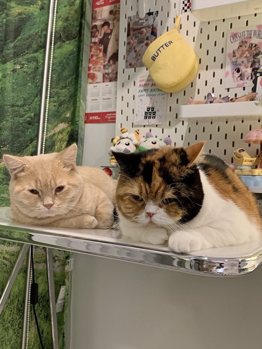 ที่จริงมีแมว2ตัวนอนอยู่ตรงนี้แต่ไอบ๊วยบังน้องมิดเลย5555555555 ถามว่าน้องหายไปไหนก็ไม่บอก ทำหน้าไม่รู้ไม่ชี้