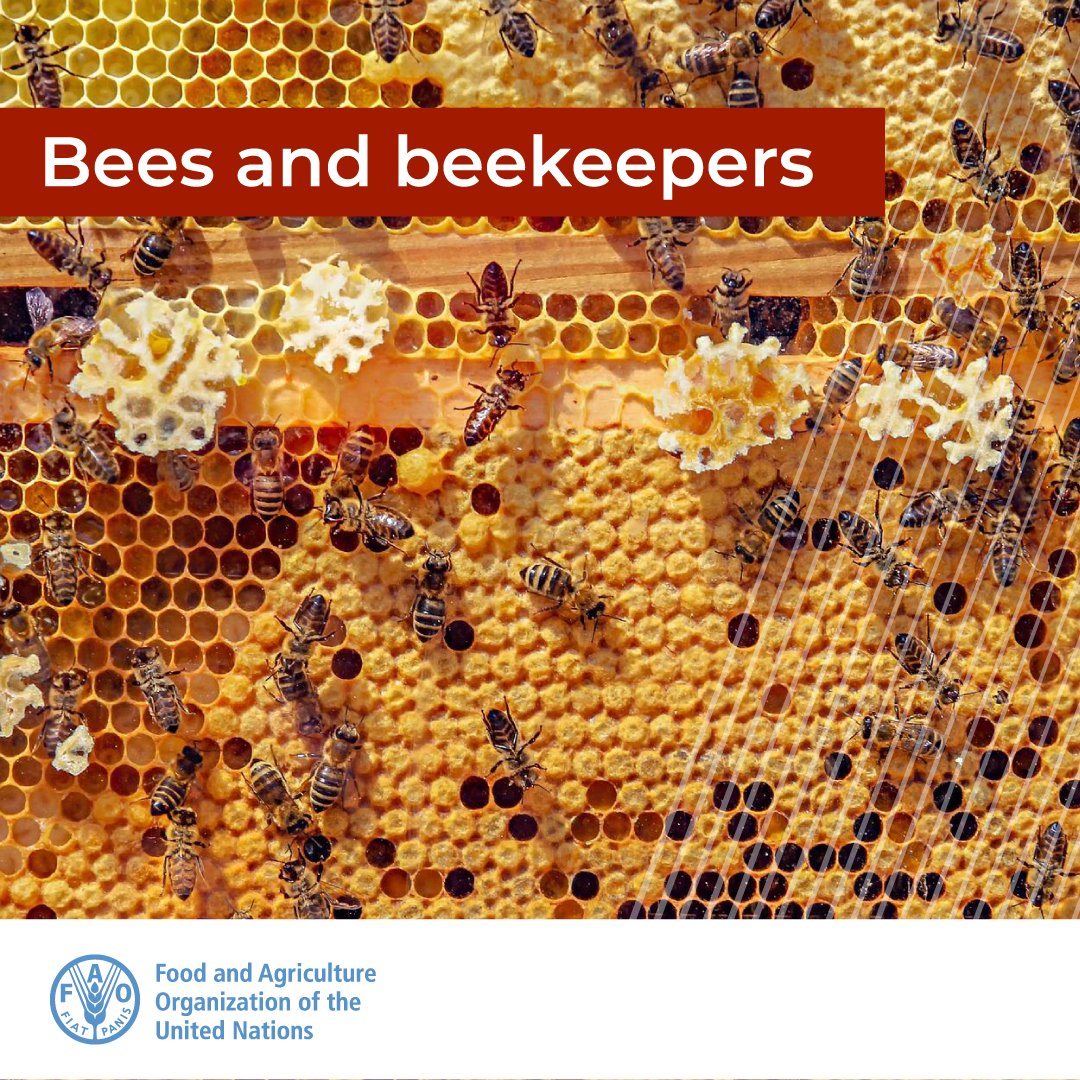 🍯Did you know that a beehive can produce up to 20 kg of honey per year?

🐝 If you are a beekeeper, here are some good practices that can help you take better care of your hive, no matter where you live:

👉bit.ly/3AbapzY