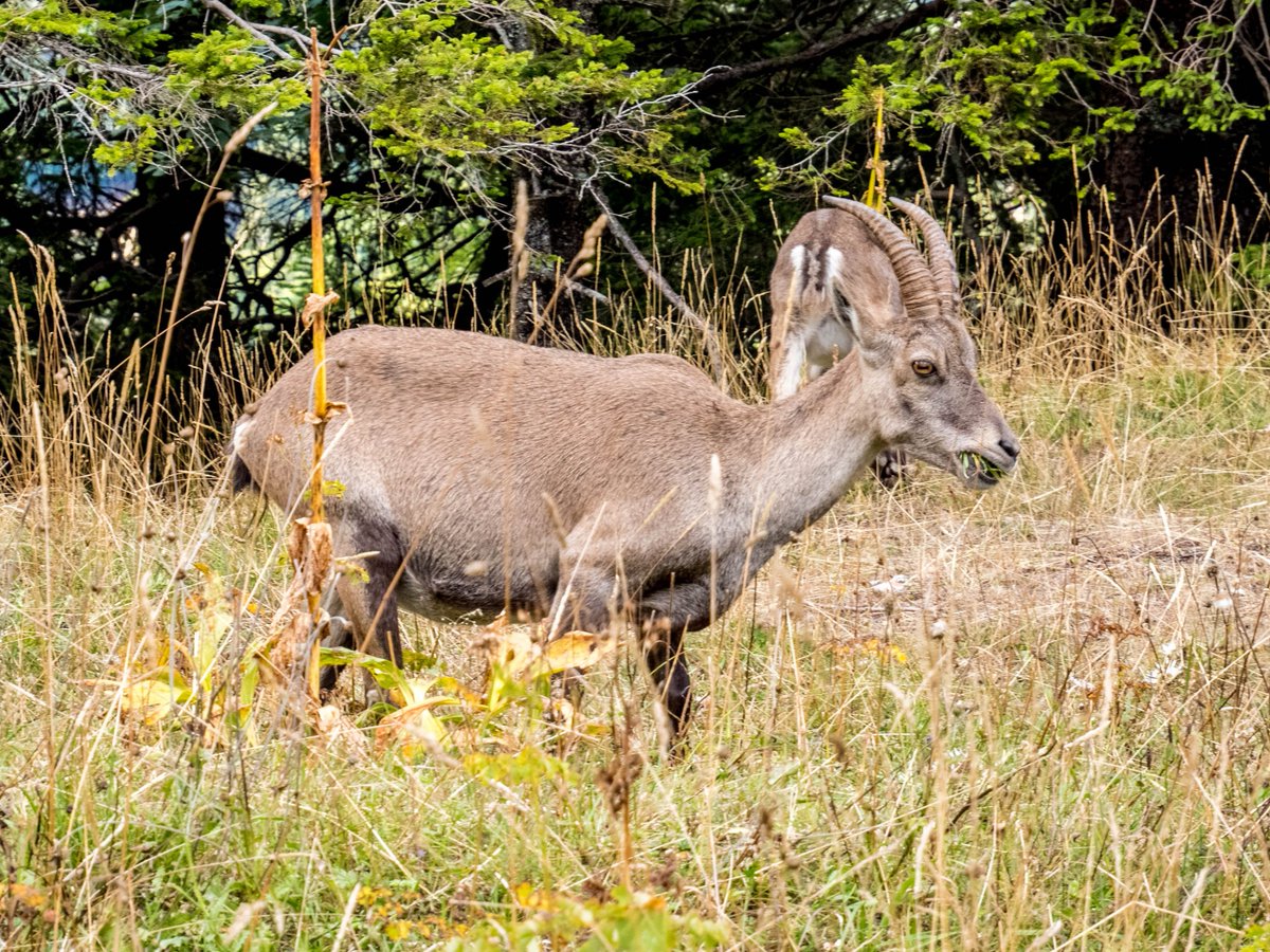 🇨🇭🐐CREUX DU VAN - #JURA #SUISSE    
Qu'on se le dise, on a craqué pour bébé #bouquetin et sa mère...🤩