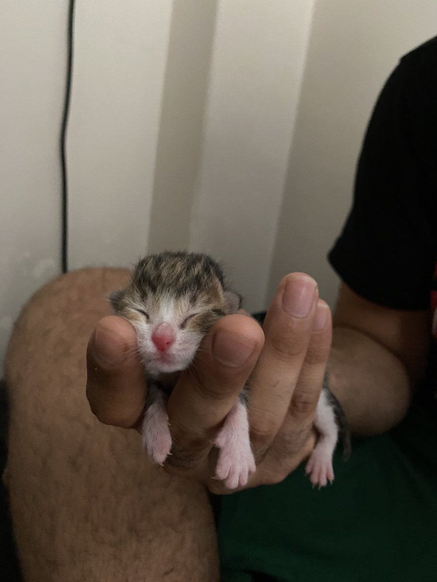 ACİL SÜT ANNE ARIYORUZ ‼️
Merhaba, yavru henüz bir haftalık bile değil, çok acil İstanbul içi süt anne arıyoruz.
İletişim için: 0535 798 51 56
<a href="/ilaydaKekec/">İlayda</a>