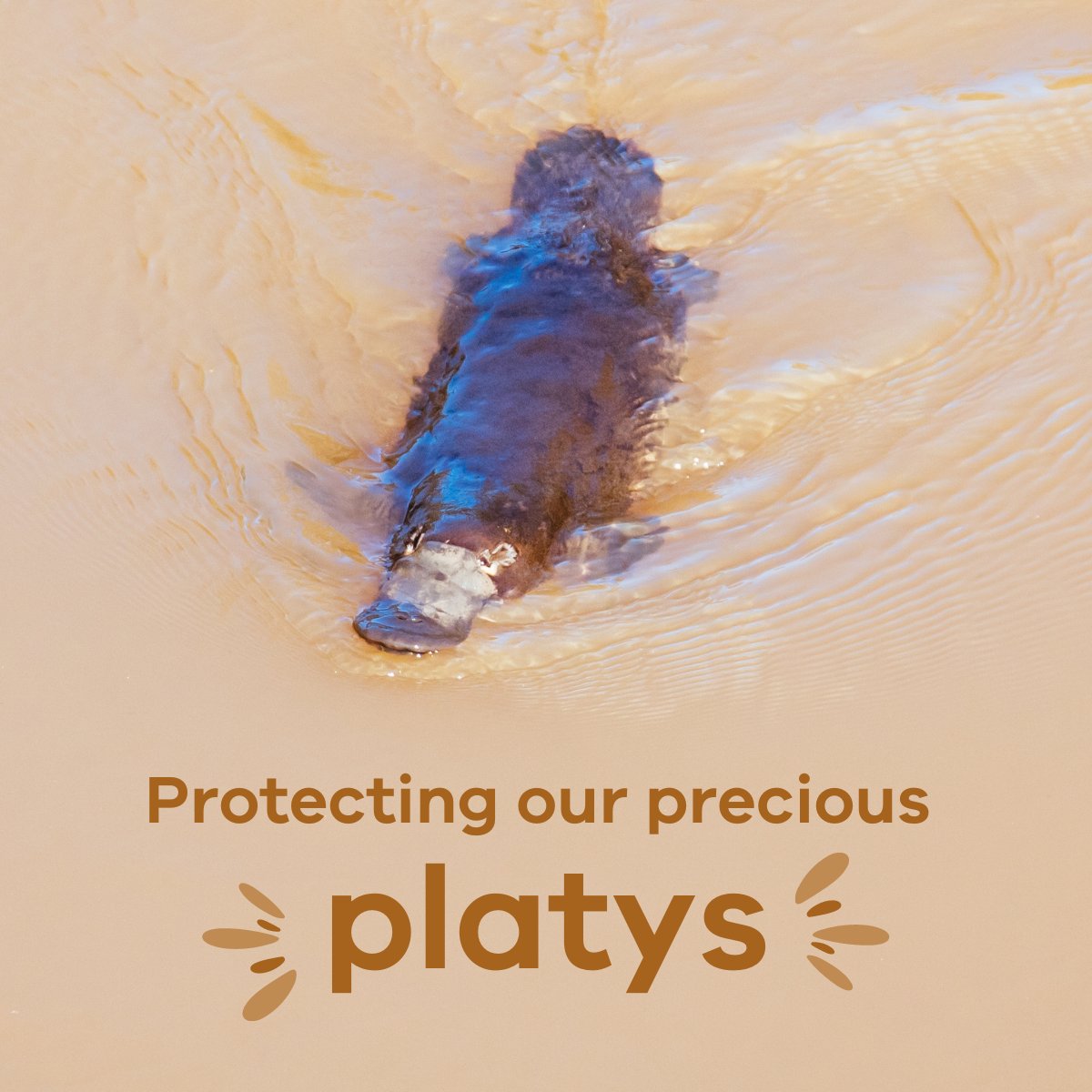 Scientists at the Arthur Rylah Institute are building a state-first heat map to track Victorian platypus 🌡📍 The map will better track platypus movements and where conservation efforts are most needed #ARIresearch