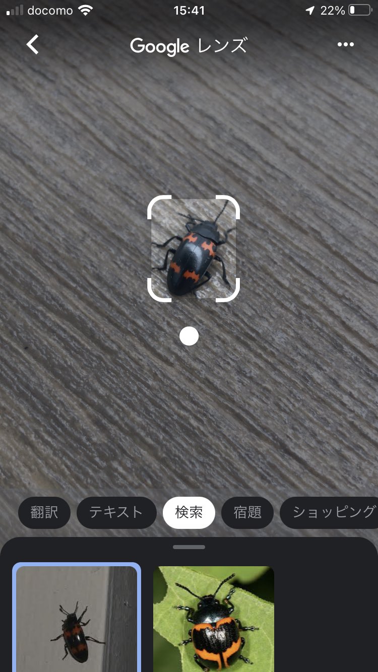 エンカイザンコゲチャヒロコシイタムクゲキノコムシ Twitter Kereses Twitter