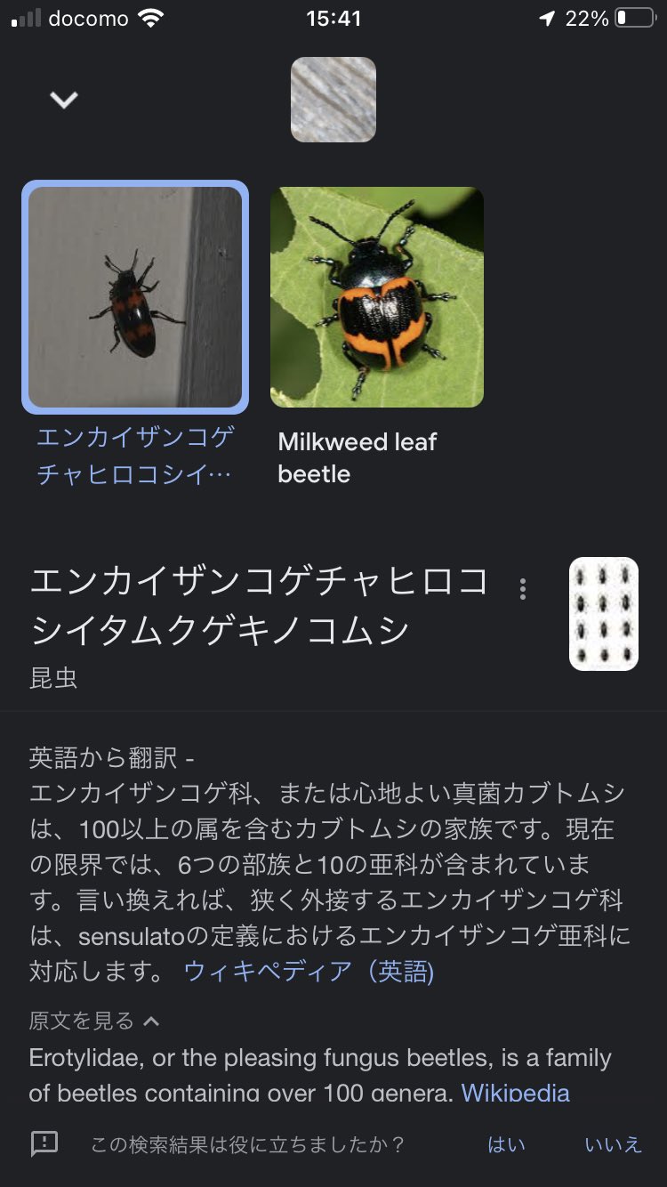 エンカイザンコゲチャヒロコシイタムクゲキノコムシ Twitter Kereses Twitter