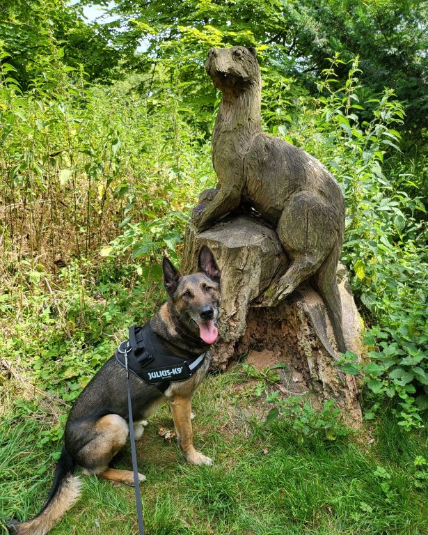 RAF__Police's tweet photo. #TongueOutTuesday

Happy retirement MWD Igor who has recently been rehomed by his handler.
Igor worked at @RAF_Marham as a Patrol Dog protecting the F-35 Lightning II.
Igor has taken no time in settling into his retirement, as you can see. https://t.co/kikt89akXn