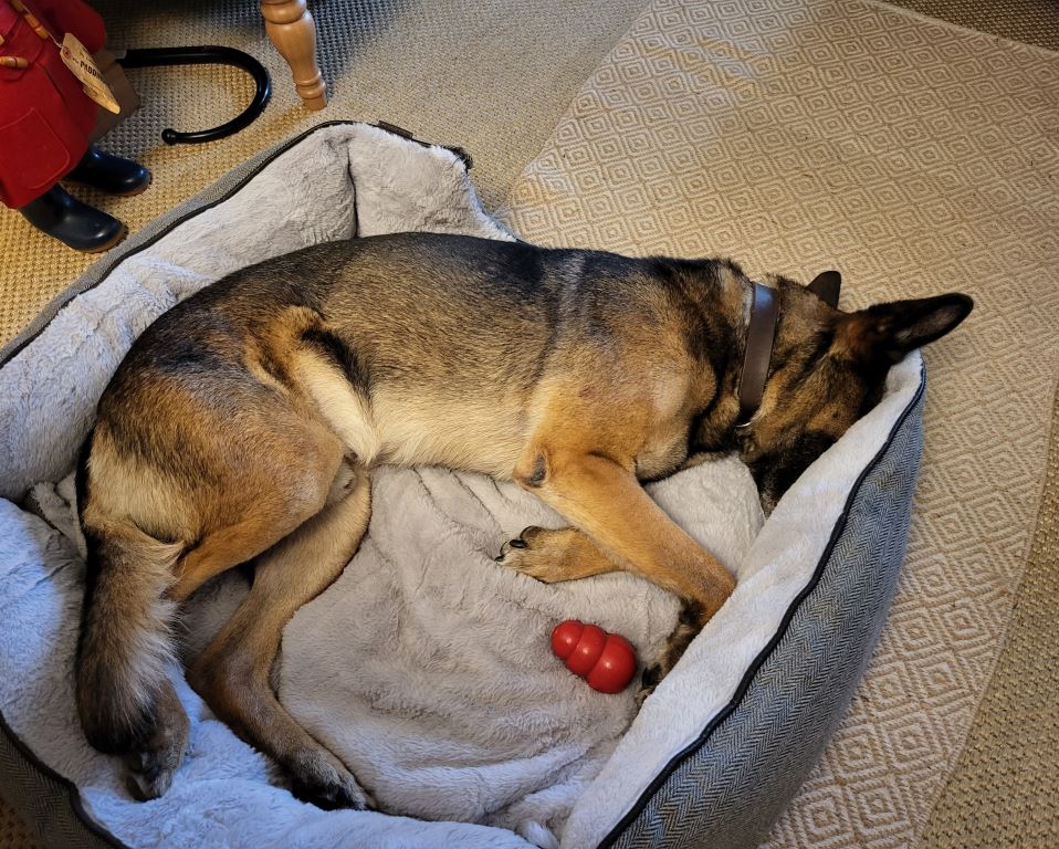 RAF__Police's tweet photo. #TongueOutTuesday

Happy retirement MWD Igor who has recently been rehomed by his handler.
Igor worked at @RAF_Marham as a Patrol Dog protecting the F-35 Lightning II.
Igor has taken no time in settling into his retirement, as you can see. https://t.co/kikt89akXn