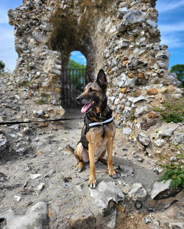 RAF__Police's tweet photo. #TongueOutTuesday

Happy retirement MWD Igor who has recently been rehomed by his handler.
Igor worked at @RAF_Marham as a Patrol Dog protecting the F-35 Lightning II.
Igor has taken no time in settling into his retirement, as you can see. https://t.co/kikt89akXn