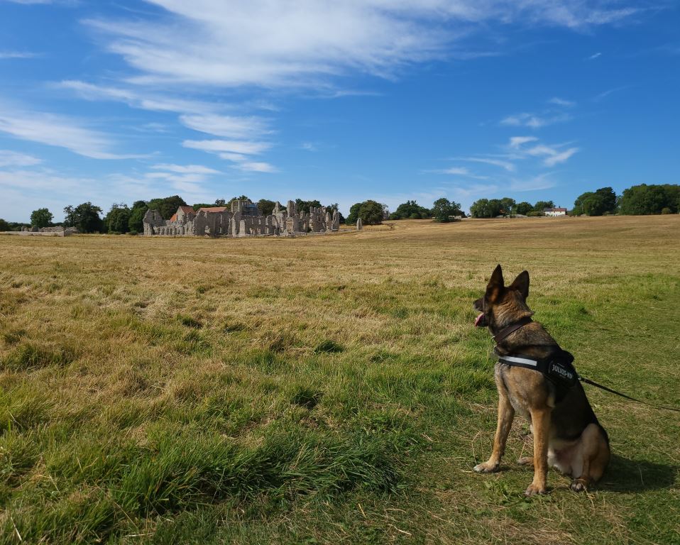 RAF__Police's tweet photo. #TongueOutTuesday

Happy retirement MWD Igor who has recently been rehomed by his handler.
Igor worked at @RAF_Marham as a Patrol Dog protecting the F-35 Lightning II.
Igor has taken no time in settling into his retirement, as you can see. https://t.co/kikt89akXn