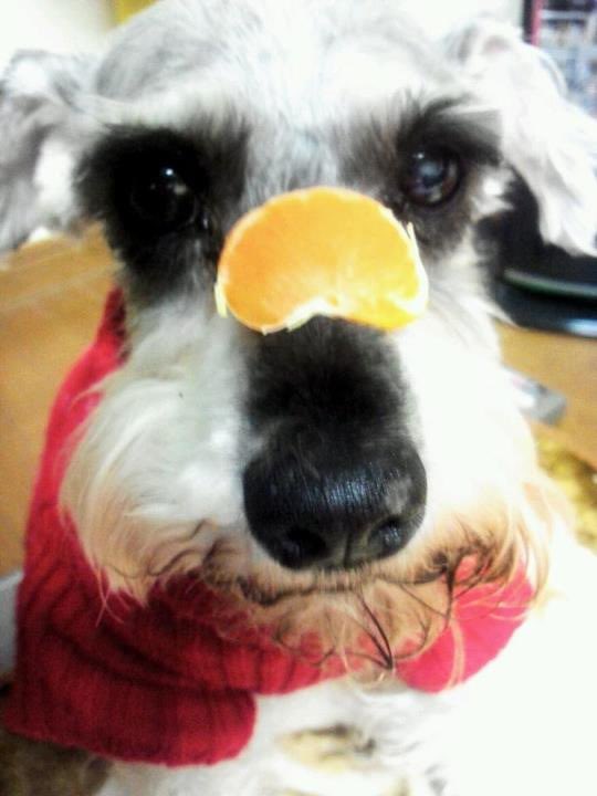 trapare_beauty's tweet photo. https://t.co/z0lAlNXdBd
ちょうど去年の今頃、2012年まで実家で暮らしていたわんこの写真を送って、描いてもらいました(❁´ω`❁)
もう10年かぁ...と思っていたら久し振りにメルマガが来たのでみなさまにもシェア。作ってもらえてよかった♡

#petcanva #ペット #イラスト #似顔絵 #デザイン #肖像画 https://t.co/mfHG9i9BnL