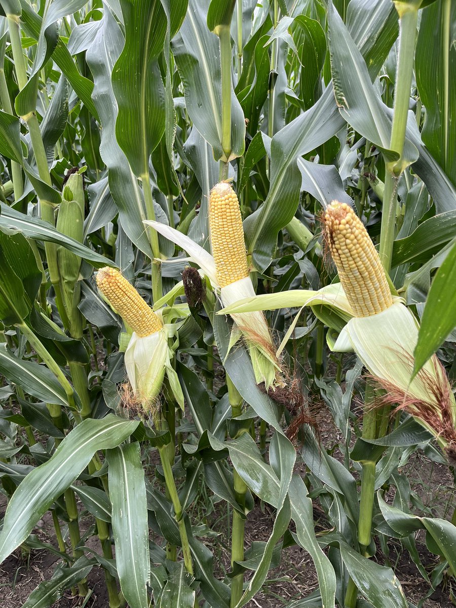 Chad Weckerly (@farmerchad80) on Twitter photo H3442 <a href="/HeftyBrandSeed/">Hefty Brand Seed</a> looking very strong. #pftour22 ND corn. <a href="/SeedHefty/">Hefty Seed Hurdsfield & Wilton</a> H3442 <a href="/HeftyBrandSeed/">Hefty Brand Seed</a> looking very strong. #pftour22 ND corn. <a href="/SeedHefty/">Hefty Seed Hurdsfield & Wilton</a>