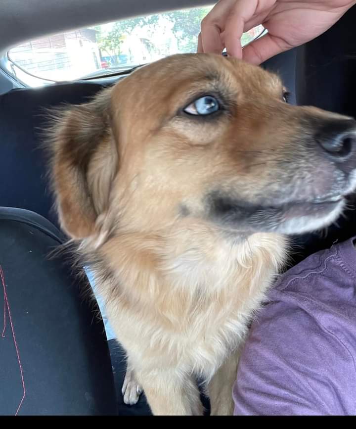 pine_84's tweet photo. Amigos me ayudan porfa a compartir esta publicación, estamos buscando a nuestro perrito se llama Ruffito, tiene un ojo de color azul y es pequeño,  se nos extravío esta tarde en los alrededores del cementerio el  Edén san Miguel!
Si lo han visto escribanme 72669692 https://t.co/HN5OFxoDvQ