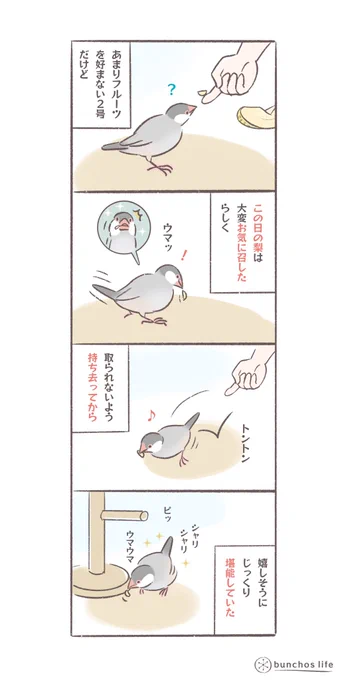 気に入ったものはゆっくりひとりで食べたい2号
#文鳥 
#bunchoslife 