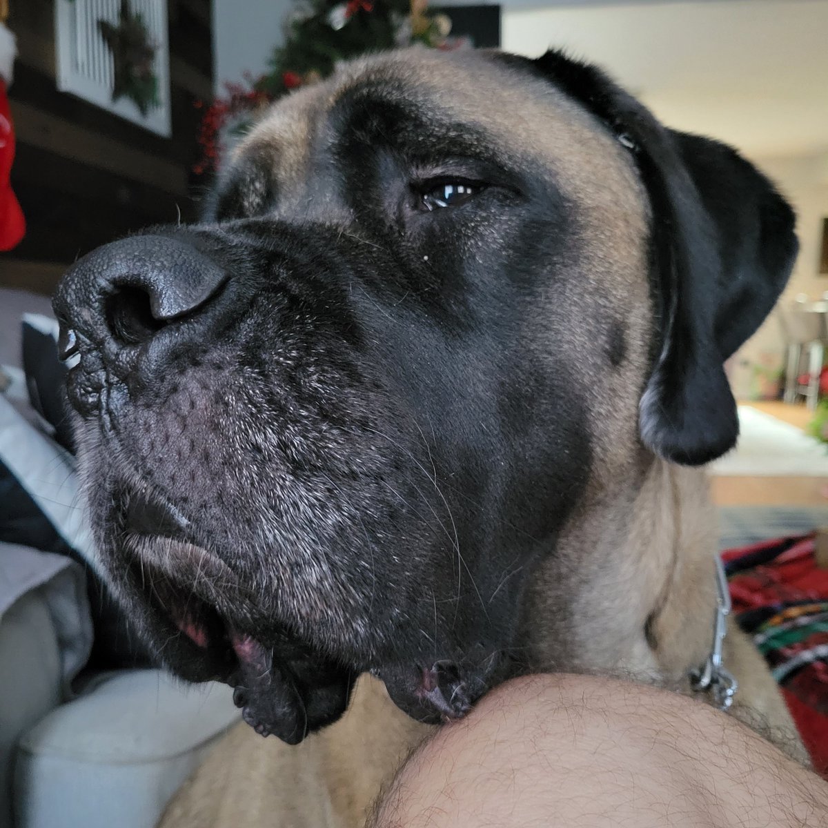 DanielTsmith15's tweet photo. @isaacrochell91 English Mastiff https://t.co/cBZjWSwyGe