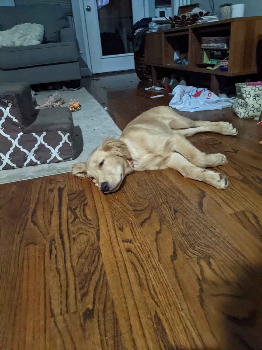 Luke_TTU's tweet photo. Puppy naps
4 months old https://t.co/UCQKCY0Xml