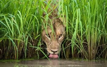 La historia del león y su reflejo, la mente es maravillosa.
