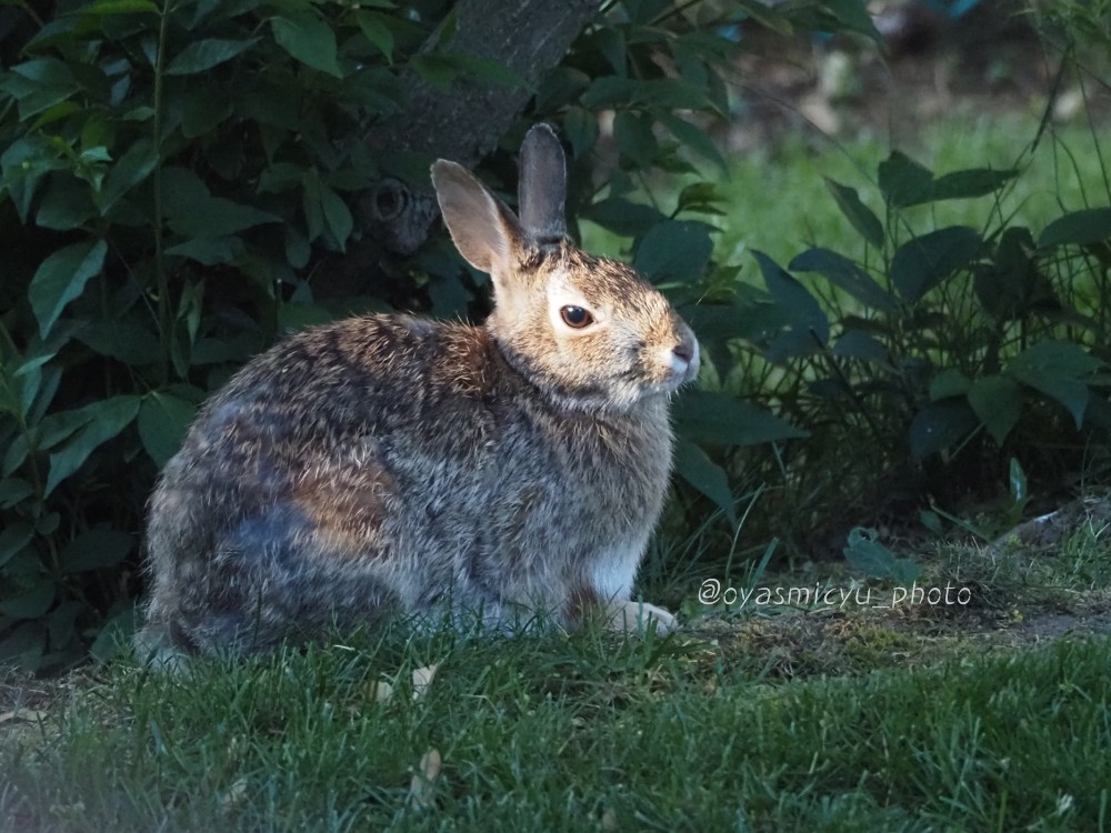 🐰「休憩中なんで写真やめてもらえます？」

#ワタオウサギ #ウサギ #野生動物 #眩しいだけ #cottontailrabbit #rabbit #wildlife #wildlifephotography
